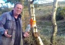 get water from a Birch tree